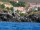 CERBERE : Le Village des Aloes
