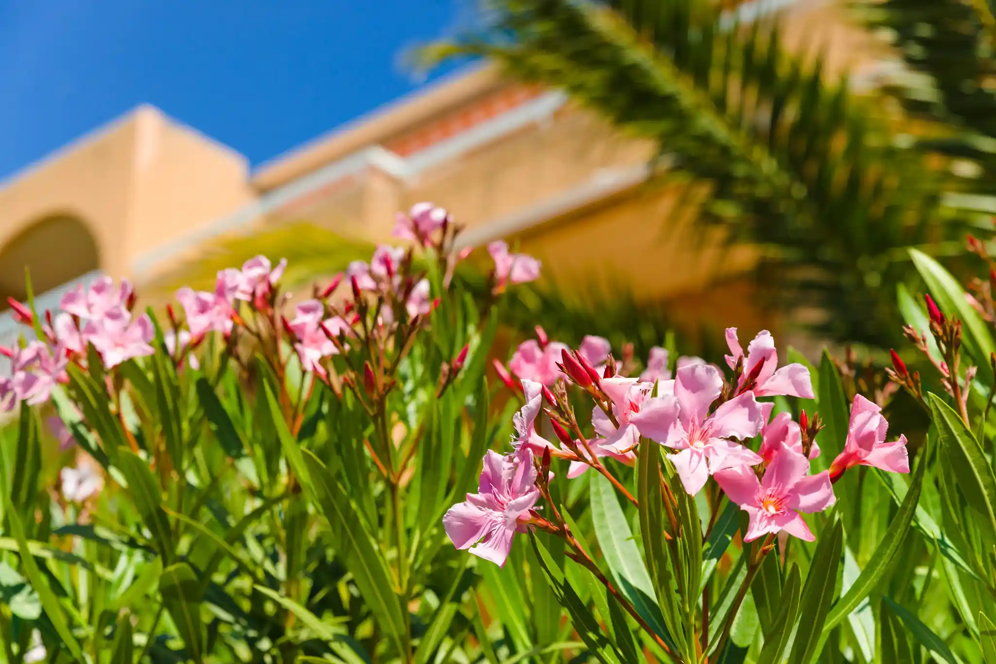 Lagrange Vacances®  - Cavalaire - Villa Barbara